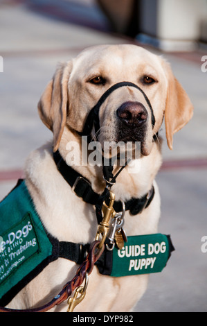 Chiot Labrador jaune chien-guide dans la formation Banque D'Images