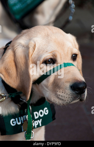 Chiot Labrador jaune chien-guide dans la formation Banque D'Images