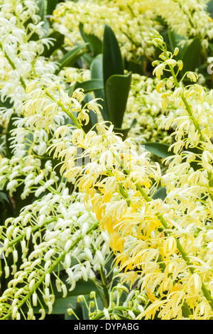 Orchidée dendrobium, Santa Barbara Orchid Estate, Santa Barbara, Californie, États-Unis d'Amérique Banque D'Images