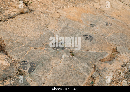 Traces de empreintes de dinosaures (ou ichnites) dans un rocher plat, anciennement le fond d'un lagon intérieur au site fossile de Munilla, la Rioja, Espagne. Banque D'Images