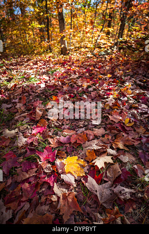 Tombés d'automne feuilles d'érable de l'automne sur le sol de la forêt. Le parc Algonquin, en Ontario, Canada. Banque D'Images