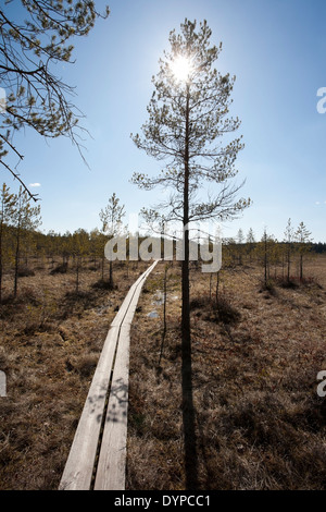 Hämmäauteensuo swamp, Lappeenranta FINLANDE Banque D'Images