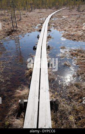 Hämmäauteensuo swamp, Lappeenranta FINLANDE Banque D'Images