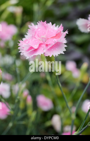 Dianthus caryophyllus, girofle fleurs roses, Pays de Galles, Royaume-Uni. Banque D'Images