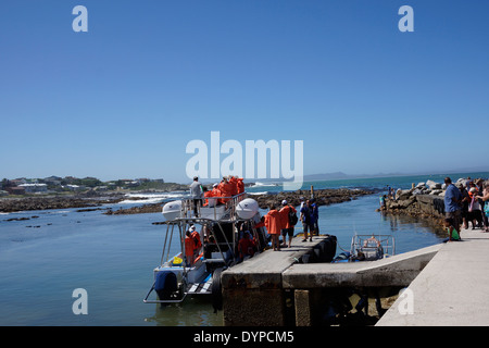 Les touristes laissant de Gansbaai Port de Kleinbaai pour un voyage à Geyser et Dyer îles pour la visualisation des grands requins blancs. Banque D'Images