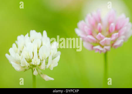 Trèfle blanc Trifolium repens, fleurs, Pays de Galles, Royaume-Uni Banque D'Images