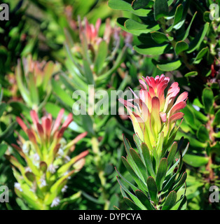 Mimetes cucullatus dans Kirstenbosch National Botanical Gardens, Cape Town. Il est connu comme le rooistompie localement. Banque D'Images