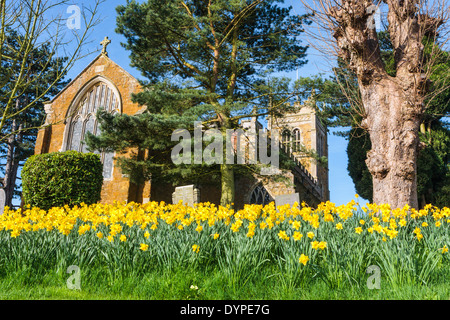 Eglise paroissiale St Egelwin au printemps entourée de jonquilles hôtel Grange Country House UK Leicestershire Melton Mowbary Banque D'Images