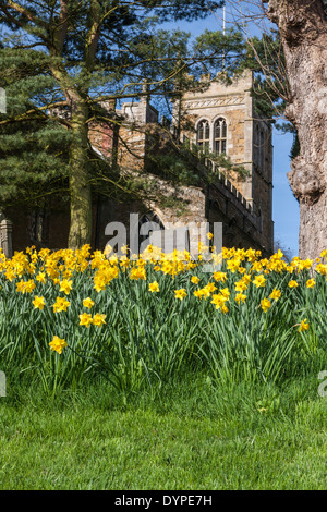 Eglise paroissiale St Egelwin au printemps entourée de jonquilles hôtel Grange Country House UK Leicestershire Melton Mowbary Banque D'Images