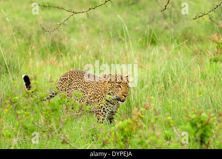Portrait horizontal de léopard, Panthera pardus (félidés), à la recherche de proies dans l'herbe. Le lac Nakuru. Au Kenya. L'Afrique. Banque D'Images