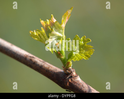 Les bourgeons de printemps bourgeonnant sur une vigne dans le vignoble Banque D'Images