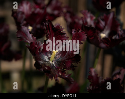 Tulip, Black Parrot. Liliaceae. Dans le jardin, les photographes de Thaxted, Essex, Angleterre. Avril 2014 Banque D'Images