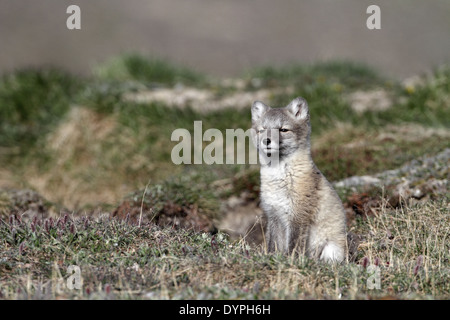 Arctic Fox cub, Vulpes lagopus Banque D'Images