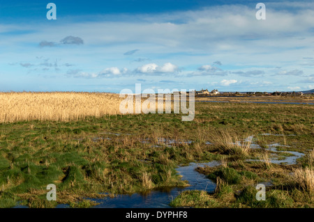 TUGNET DE KINGSTON À L'ENSEMBLE DE MAISONS DE LA BAIE DE LA SPEY AU PRINTEMPS AVEC UNE ROSELIÈRE DANS L'AVANT-PLAN MORAY ECOSSE Banque D'Images