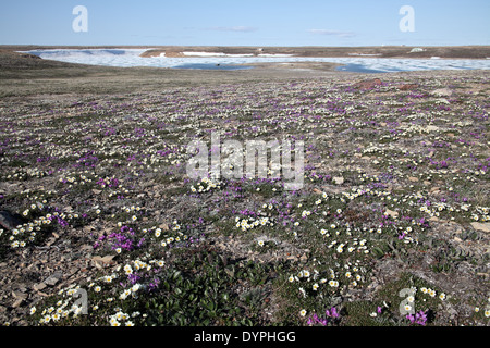 Dérive de fleurs arctiques à Cambridge Bay, Nunavut, Canada Banque D'Images