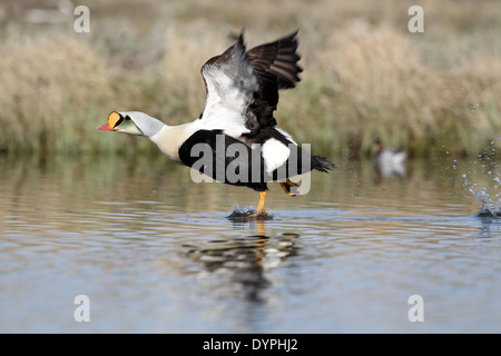 L'Eider à tête grise (Somateria spectabilis), Drake, décollant de pond Banque D'Images