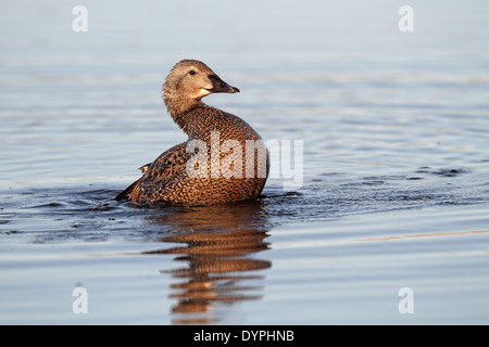 L'Eider à tête grise (Somateria spectabilis), femelle, qui s'étend à partir de l'eau Banque D'Images