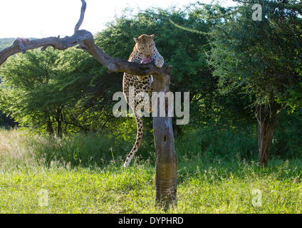 L'Afrique sauvage Leopard Dans Arbre, Okonjima, Namibie Banque D'Images