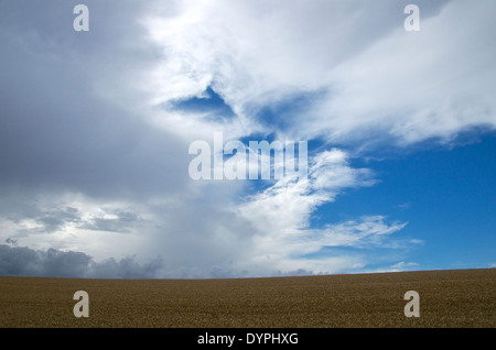 La fin de l'après-midi Ciel et nuages sur un champ de blé dans le Cambridgeshire Banque D'Images