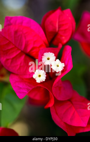 Rose fleur tropicale Banque D'Images