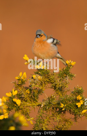 Chaffinch mâle, nom latin Fringilla coelebs, perché sur un buisson d'ajoncs floraison tôt le matin dans la lumière tout en battant des ailes Banque D'Images
