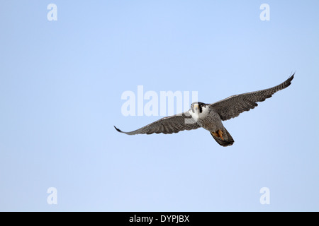 Le faucon pèlerin (Falco peregrinus) en vol Banque D'Images