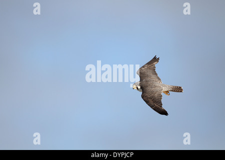 Le faucon pèlerin (Falco peregrinus) en vol Banque D'Images