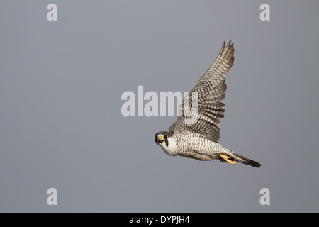 Le faucon pèlerin (Falco peregrinus) en vol Banque D'Images