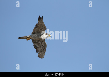 Le faucon pèlerin (Falco peregrinus) en vol Banque D'Images