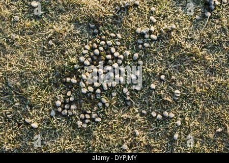 Les crottes de lapin sauvage (Oryctolagus cuniculus) couché sur l'herbe couverte de givre dans le North York Moors National Park Banque D'Images