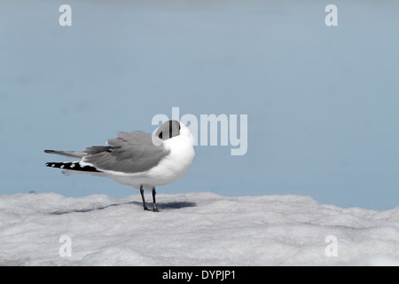 La Mouette de Sabine, Xema sabini, le repos sur la glace Banque D'Images