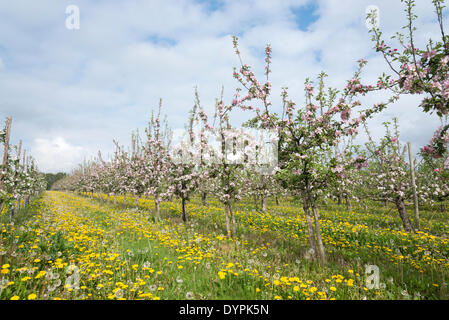 Cambridge, UK. 24 avril 2014. 24 avril 2014. Apple Blossom arrive en pleine floraison à Manning's Fruit Farm, près de Cambridge au Royaume-Uni. Le verger est un des derniers vergers commerciaux dans la région de Cambridge, la culture des pommes, prunes, poires, abricots et une gamme d'autres fruits. Le pissenlit et fleurs sauvages tapissent le sol dans un sort d'avril gratuites comme l'espoir pour les agriculteurs pas de gelées tardives qui pourraient endommager la récolte de fruits en développement. Credit : Julian Eales/Alamy Live News Banque D'Images