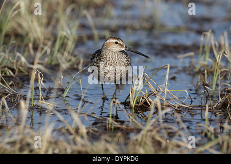 Bécasseau à échasses, Calidris himantopus, nourrir dans marsh Banque D'Images