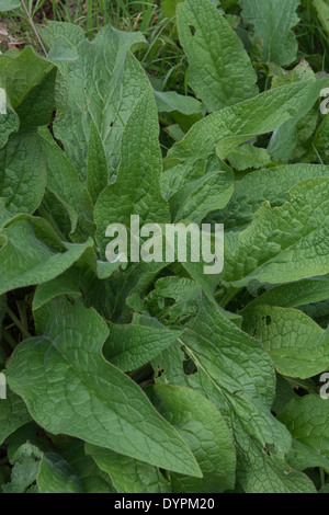 Comfrey commun / Symphytum officinale - feuillage pré-floraison (avril).Plante utilisée en médecine de fines herbes / remèdes de fines herbes.Histoire de la médecine à base de plantes. Banque D'Images