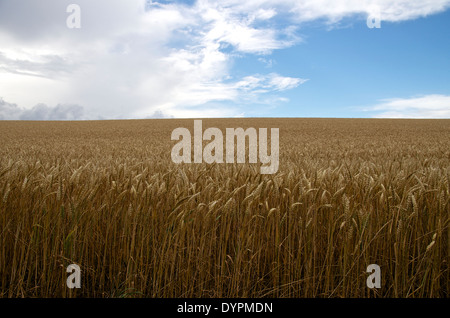 La fin de l'après-midi Ciel et nuages sur un champ de blé dans le Cambridgeshire Banque D'Images