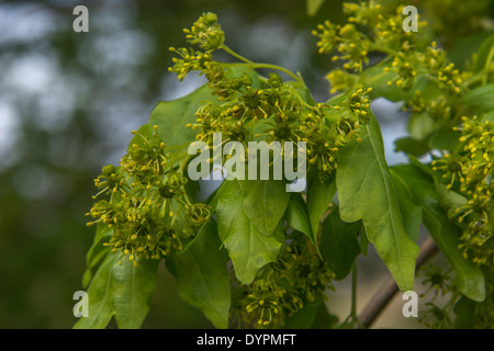 Close-up de la floraison des parties de l'érable sur le terrain / Acer campestris / Acer campestre arbre. Une fois utilisé comme une plante médicinale de la phytothérapie. Banque D'Images