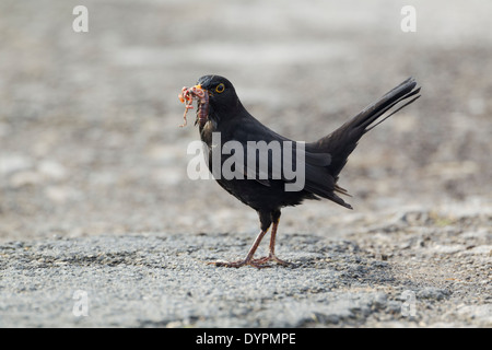 Blackbird mâle, nom Latin Turdus merula, avec un bec plein de vers Banque D'Images