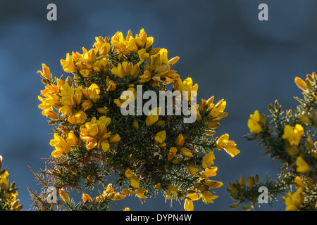 L'ajonc, nom latin Ulex europaeus, montrant d'arbustes fleurs jaune vif et piquant d'épines Banque D'Images