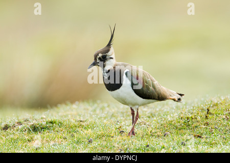 Le nord de sociable Vanellus vanellus, nom latin, debout sur l'herbe couverte de rosée Banque D'Images