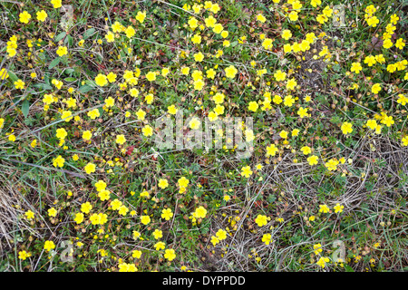 Fleurs jaunes sur le sol de la forêt de printemps en Allemagne. Banque D'Images