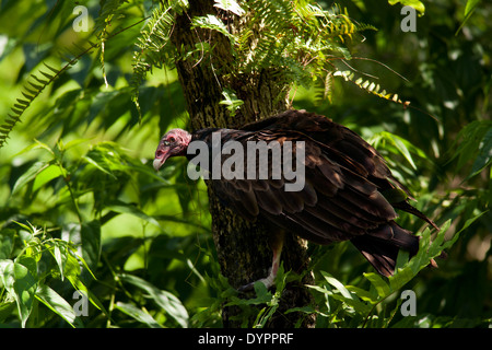 Urubu - Green Cay Wetlands - Boynton Beach, Floride USA Banque D'Images