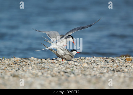 La Sterne pierregarin Sterna hirundo, nom latin, une paire d'accouplement sur une plage de galets. Banque D'Images