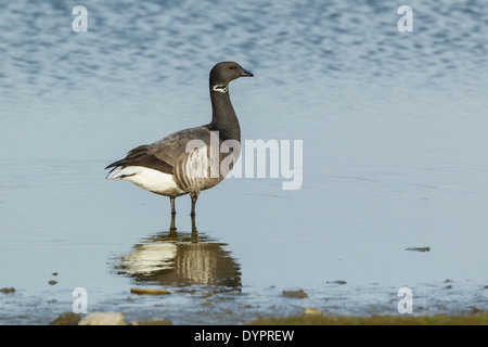 Brent Goose, nom latin Branta bernicla, debout dans une petite lagune Banque D'Images