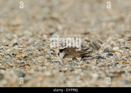 Gravelot Charadrius hiaticula, nom latin, assis sur un nid parmi les coquillages brisés Banque D'Images