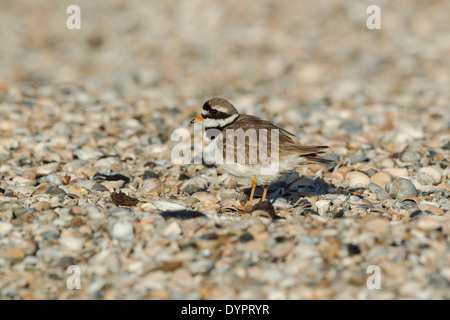 Gravelot Charadrius hiaticula, nom latin, debout parmi les coquillages brisés Banque D'Images