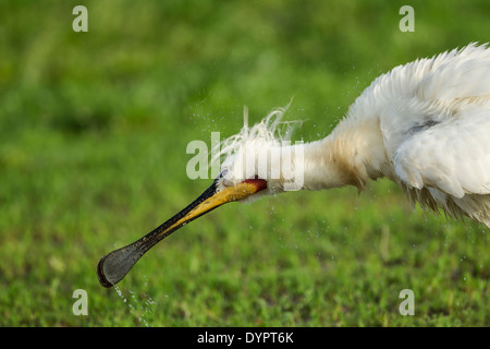 La Spatule blanche Platalea leucorodia nom latin, debout dans un pré herbeux secouer l'eau Banque D'Images