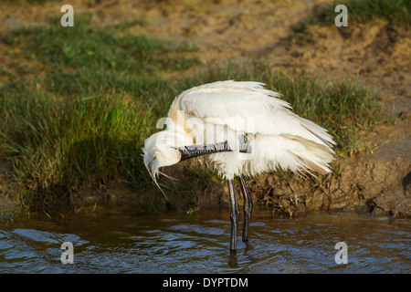 La Spatule blanche Platalea leucorodia nom latin, debout dans un petit canal d'eau en se lissant Banque D'Images