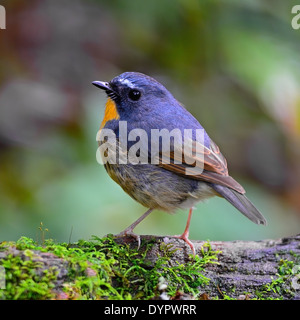 Beaux OISEAUX Moucherolle, homme Harfang-browed Flycatcher (Ficedula hyperythra), retour profile, debout sur le log Banque D'Images