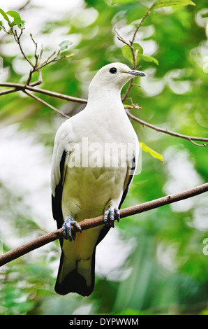 Bel oiseau blanc, Pied Imperial Pigeon (Ducula bicolor), debout sur une branche Banque D'Images