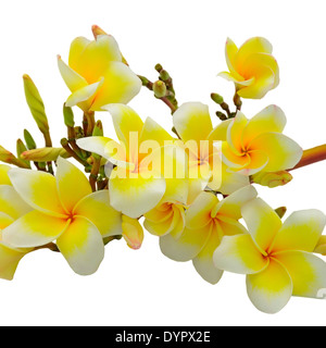 Beau blanc et jaune Plumeria flower, fleur tropicale, isolé sur fond blanc Banque D'Images